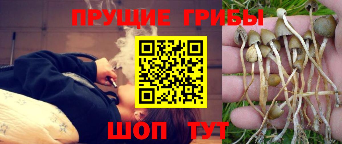 Галлюциногенные грибы Psilocybe Свободный
